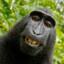 Rakicaque