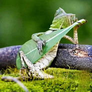 avatar King Kief the Leaf Lizard Wizard