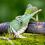King Kief the Leaf Lizard Wizard