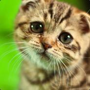Mouchi - steam id 76561197963158907