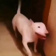 retetapandispanpufos