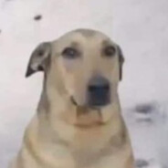 pierdolona tarantula