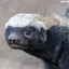 Honey Badger