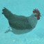 Water Chicken