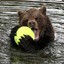 BallBear