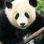 BunglingPanda