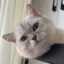 火箭猫猫