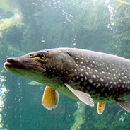 PIKE