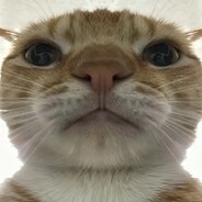 樱岛有蚂蚁在爬