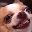 MaxWhite