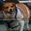 BeagleBomber