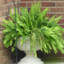 a potted fern
