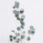 buckwheat_flowers