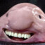 Pajaritto