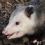 Opossum No.1