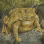 Bloated Toad