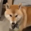 斯塔克