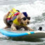 Surfer Hund