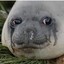 Sad Seal