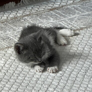 POTTİK avatar