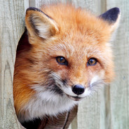 一枪一个倒霉蛋