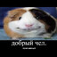 Добрый чел (позит