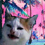edgelordcat