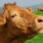 Brown Cow