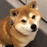 Derdoge