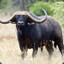Guy on a buffalo