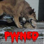 PerKill - steam id 76561197964410284