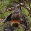 Perv bat