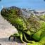|LaGaRtO La Mano ManCa De La Ley