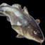 COD