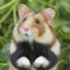 $HAMSTER