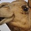 camelcamel11