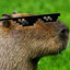 CAPIVARA