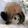 Pandascend