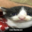 котик