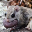 ChonkOfSquirrels