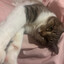 Soggykittyy