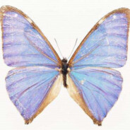 久经沙场蝴蝶匕