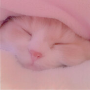 Timmy The Cat