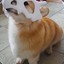 genewinnfu