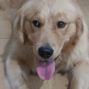 飞刀小李，即刻白给