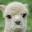 Sad Alpaca`*