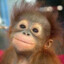 TOYS_SAMO