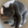 barold