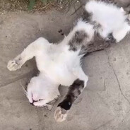 BarsikNoMouse - steam id 76561199821306119