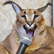 Шлёпа аристократ